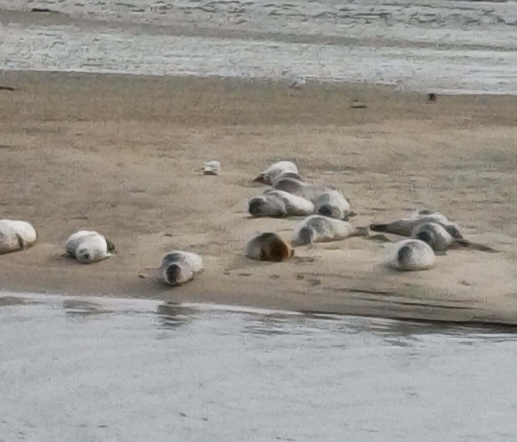 zeehondjesdenemarken